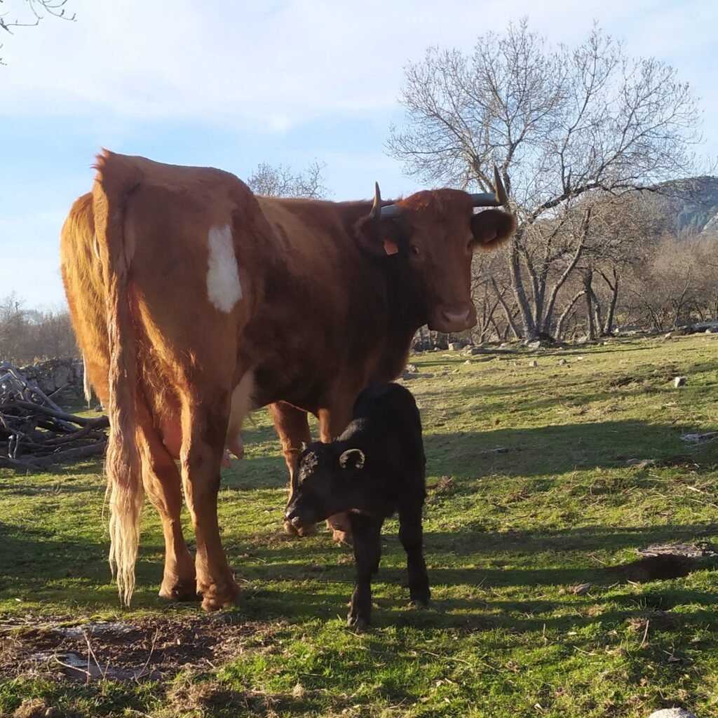 carnicerías en la sierra de Madrid