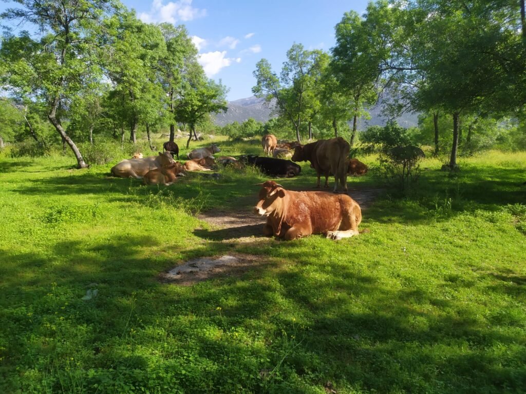 Vacas